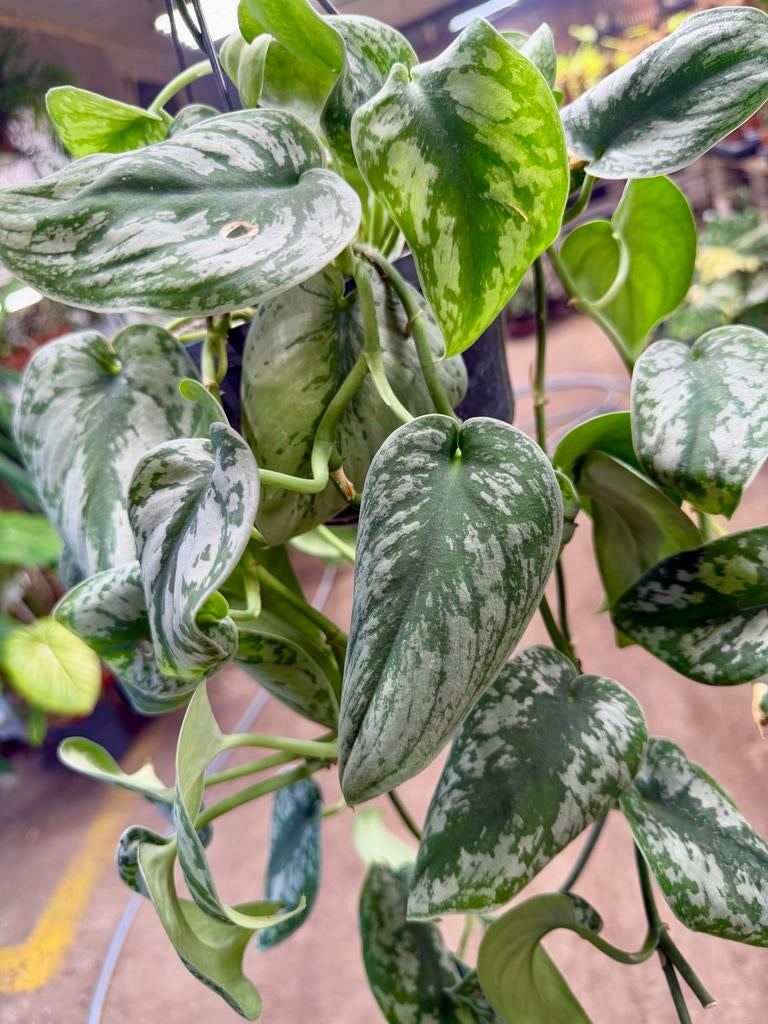 Scindapsus Trebie - Hangplant, Overige soorten, In pot, Minder dan 100 cm, Groene kamerplant