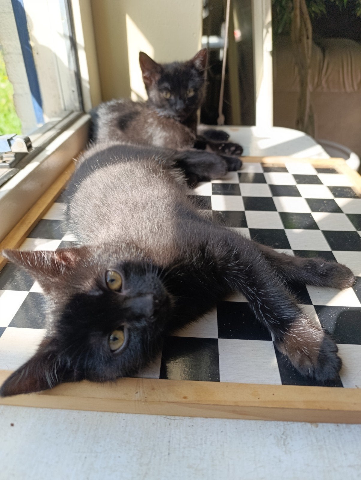 4 Lieve kittens te koop | Katers en poesjes | Cypers, Meerdere dieren, 0 tot 2 jaar