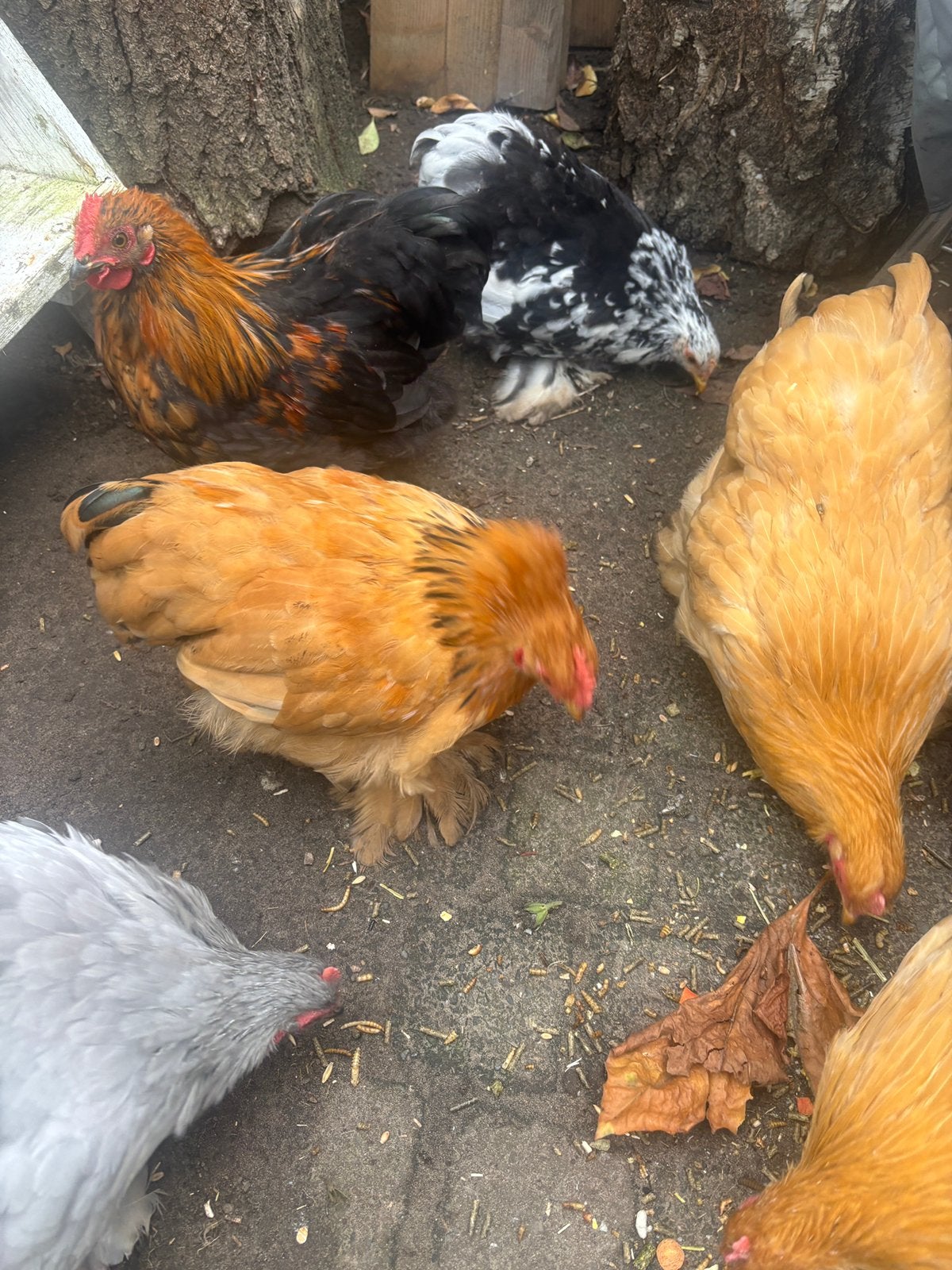 Koppel Cochin kriel (haan en hen), Dieren en Toebehoren, Meerdere dieren, Kip