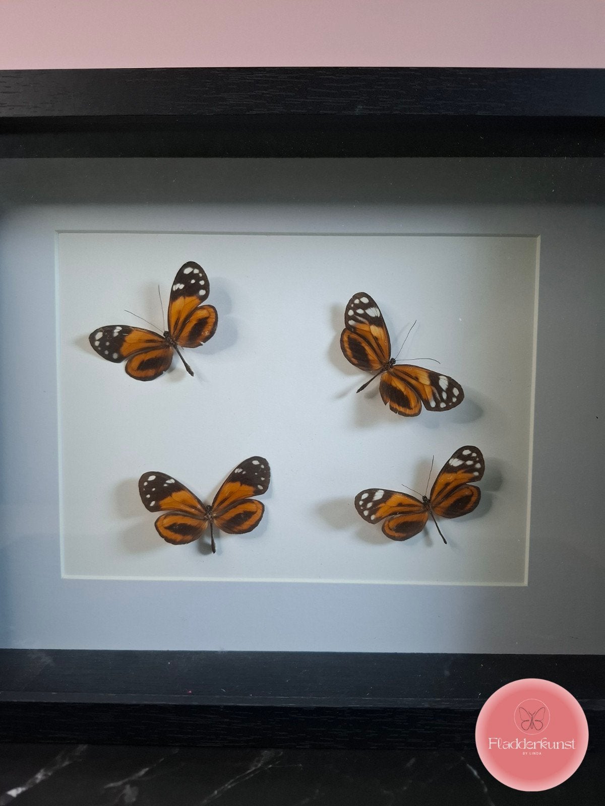 4 vlinders in glazen lijst, Ophalen of Verzenden, Insect, Opgezet dier