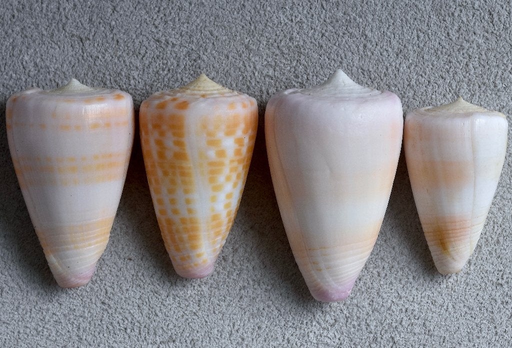 Schelpen: Conus suturatus 32-37,5mm, Verzamelen, Ophalen of Verzenden, Schelp(en)
