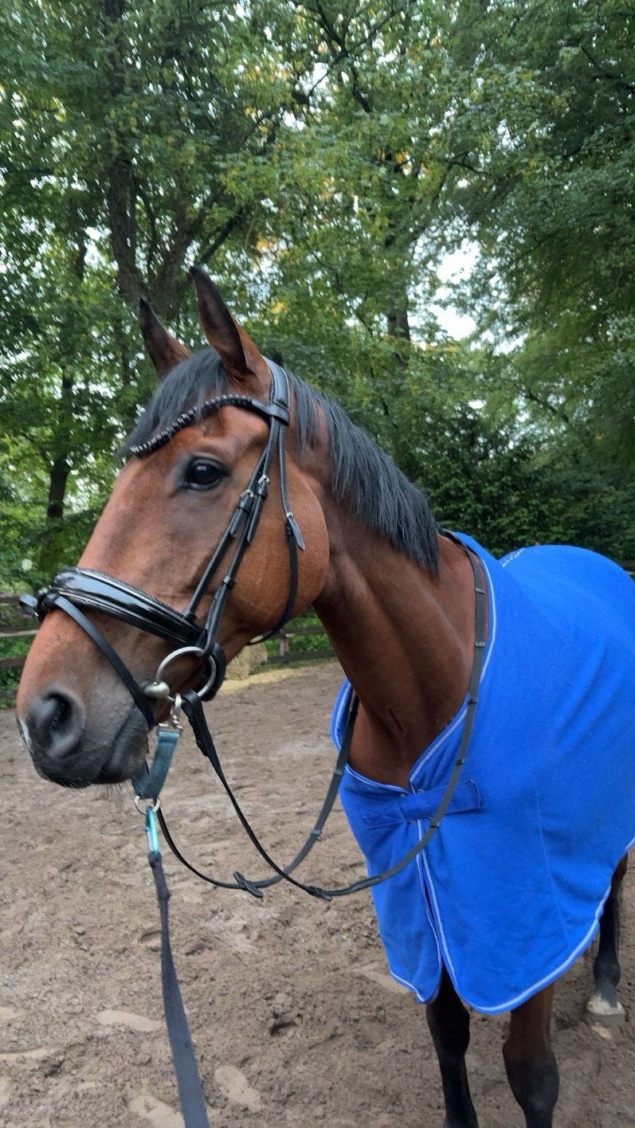 Verzorger(ster) gezocht voor onze 2 ruinen, Dieren en Toebehoren, Ophalen, Nieuw