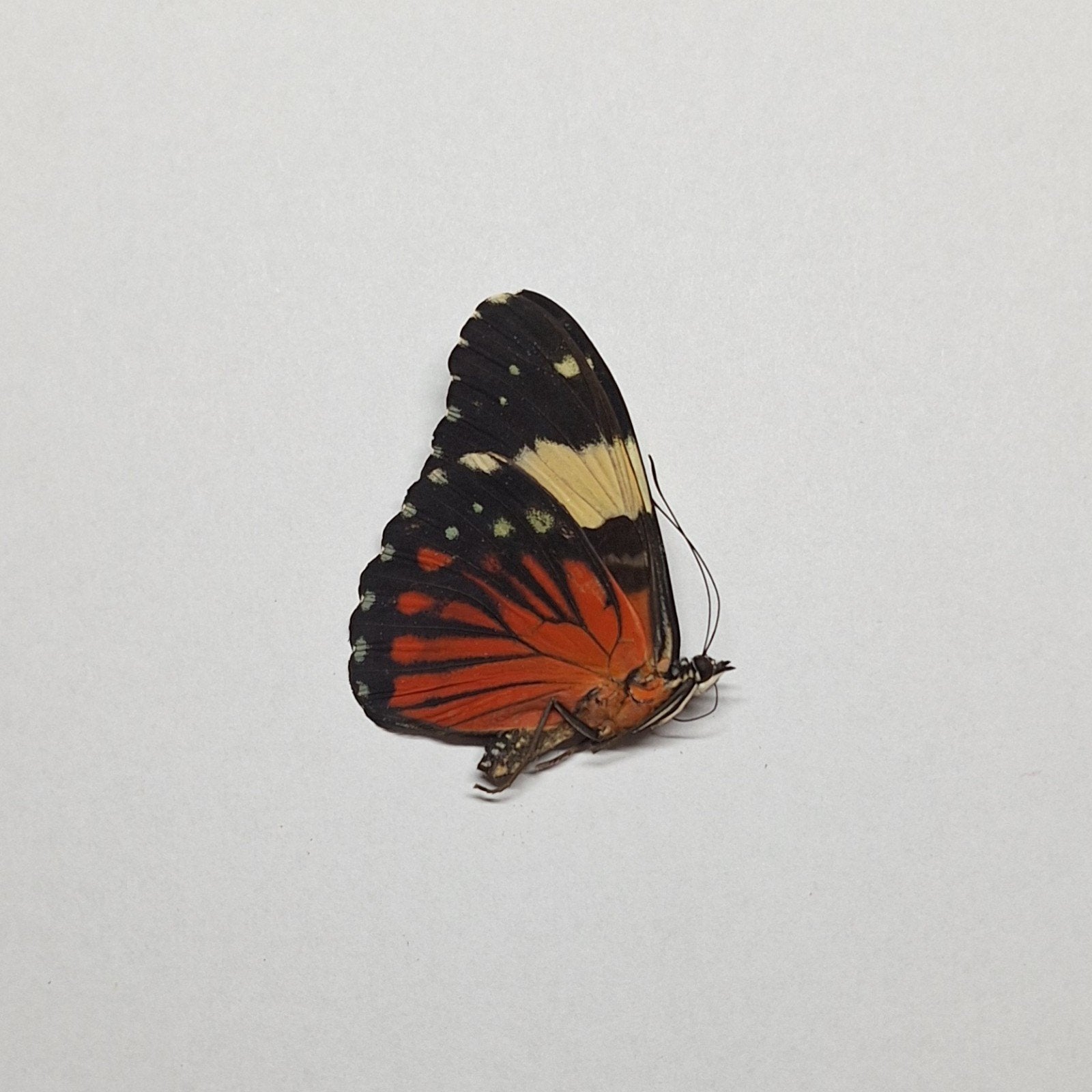 onopgezette hamadryas amphinome vlinder, Ophalen of Verzenden, Nieuw, Insect, Opgezet dier
