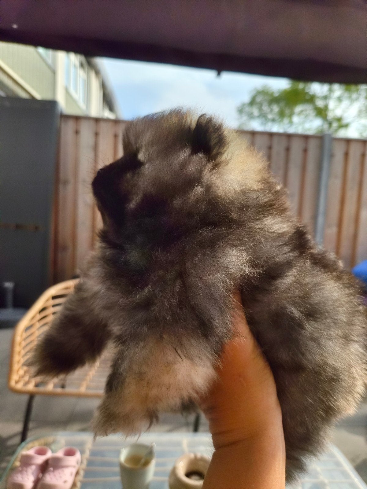 Pomeriaan pups, Dieren en Toebehoren, Keeshond, 8 tot 15 weken, Meerdere, Meerdere dieren
