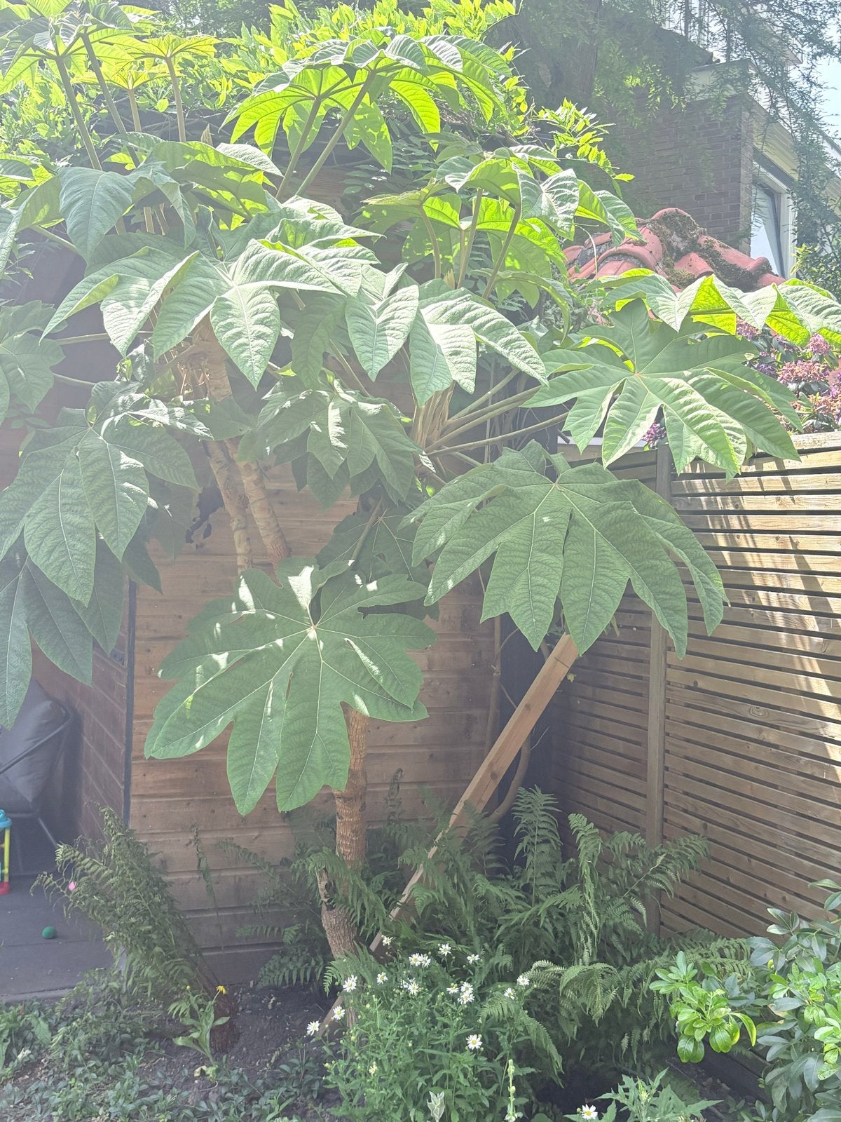 Rijstpapierplant - Grote bladeren, unieke eyecatcher, Tuin en Terras, Vaste plant, Halfschaduw, Herfst, Ophalen