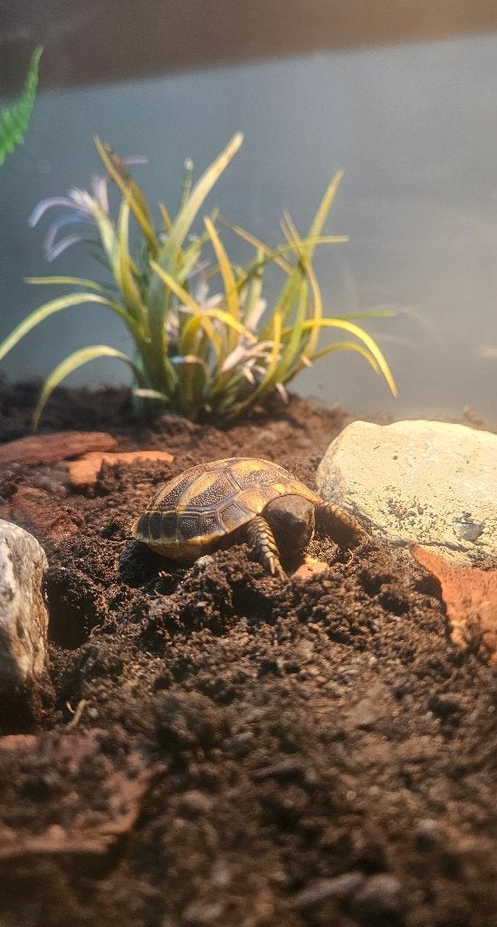 Griekse landschildpadden met compleet terrarium