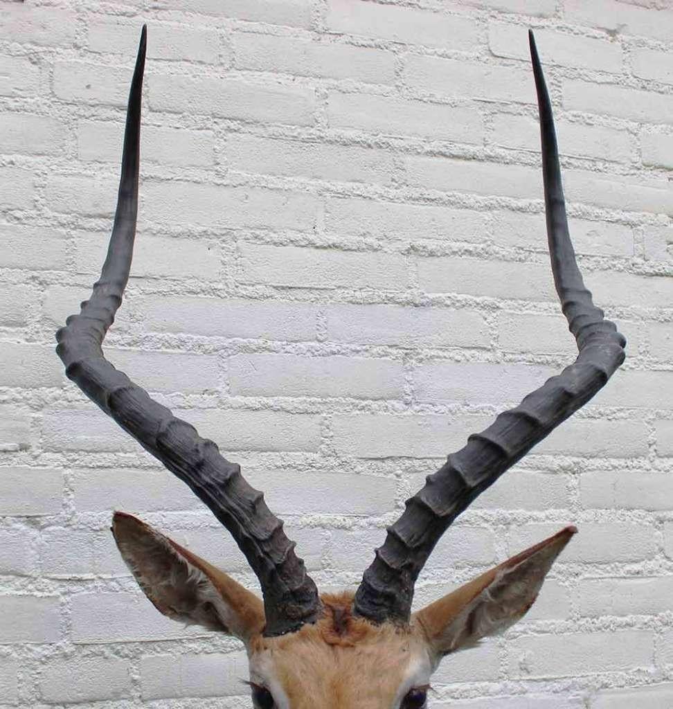 Grote opgezette KOP IMPALA antilope (gewei - ref. C), Verzamelen, Dierenverzamelingen, Ophalen, Gebruikt, Wild dier, Opgezet dier