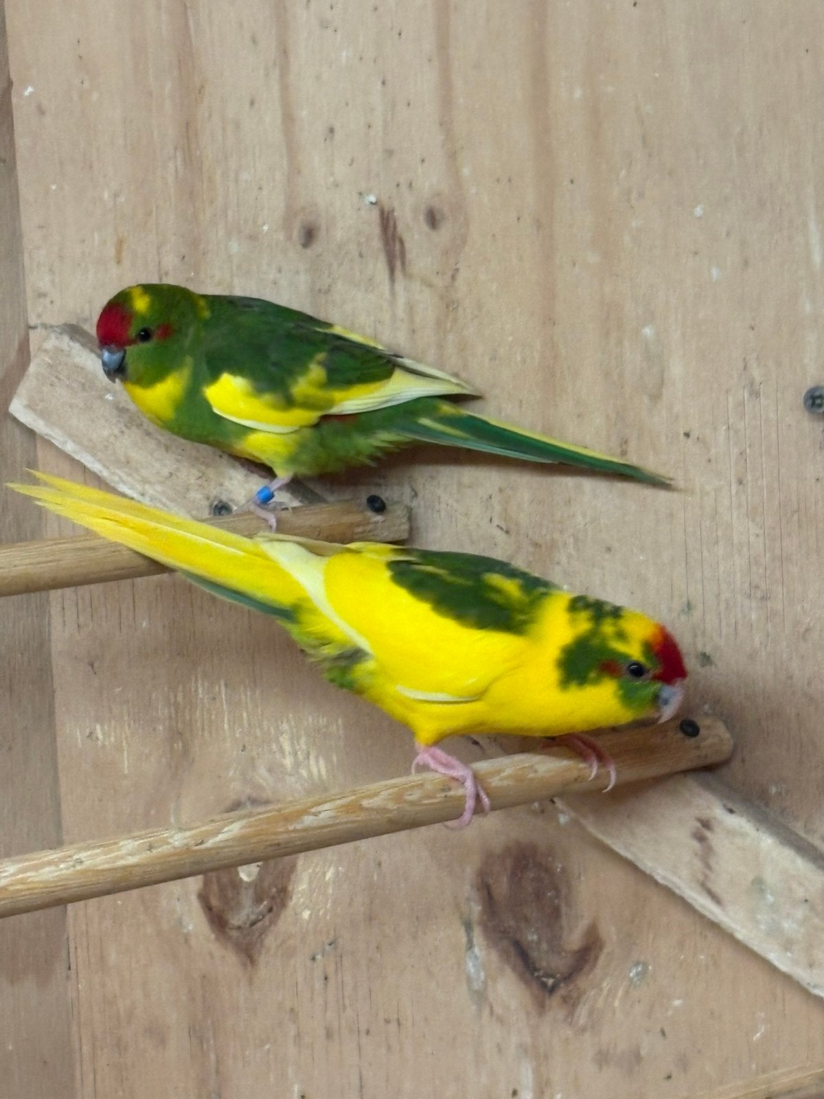 Kakariki jonge vogels geringd ontwormd pr in overleg, Meerdere dieren, Parkiet, Geringd