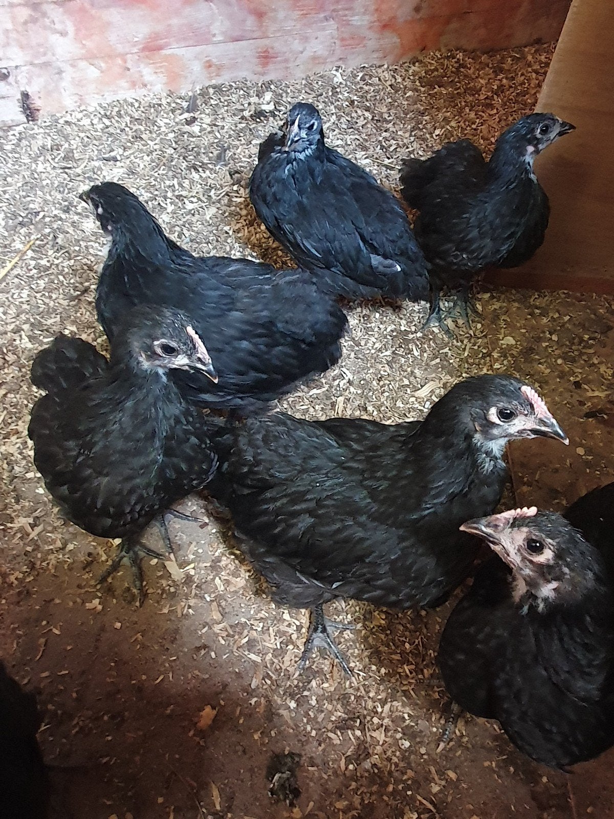 3 australorp haantjes 6 weken, Dieren en Toebehoren, Pluimvee, Mannelijk, Kip