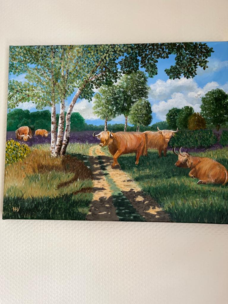 Schilderij Schotse Hooglanders 40x40 cm, Ophalen
