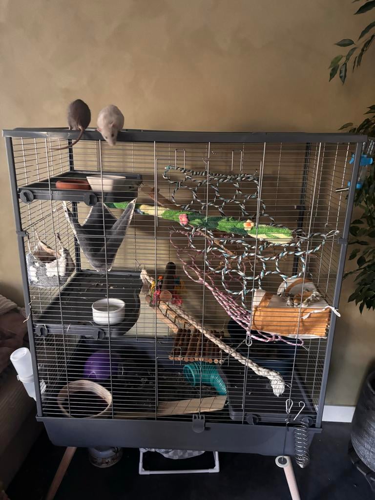 Tamme ratjes, Dieren en Toebehoren, Zo goed als nieuw, Ophalen, Minder dan 60 cm, Rat