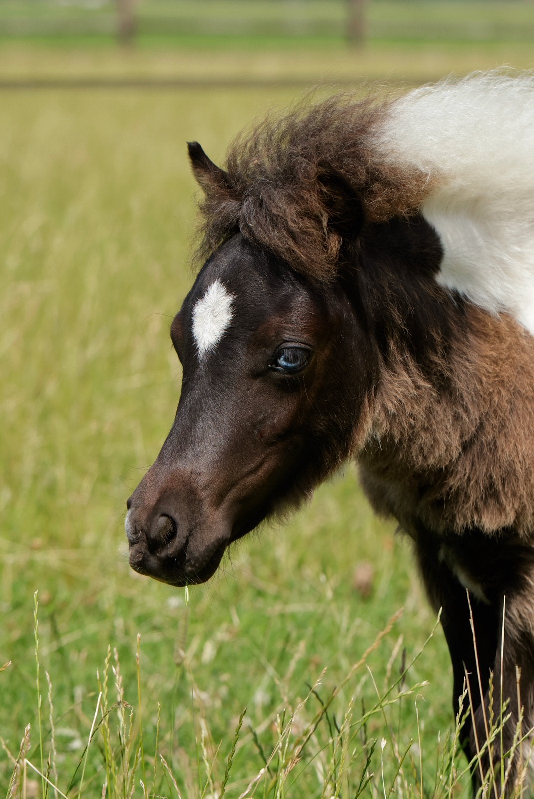 Falabella hengstjes, Hengst