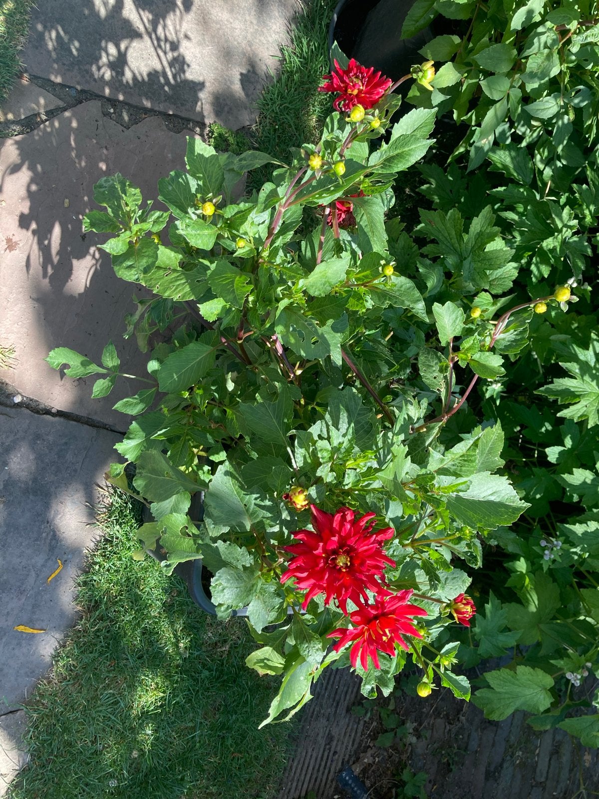 Prachtige Dahlia planten in diverse kleuren, Volle zon, Vaste plant, Zomer, Ophalen