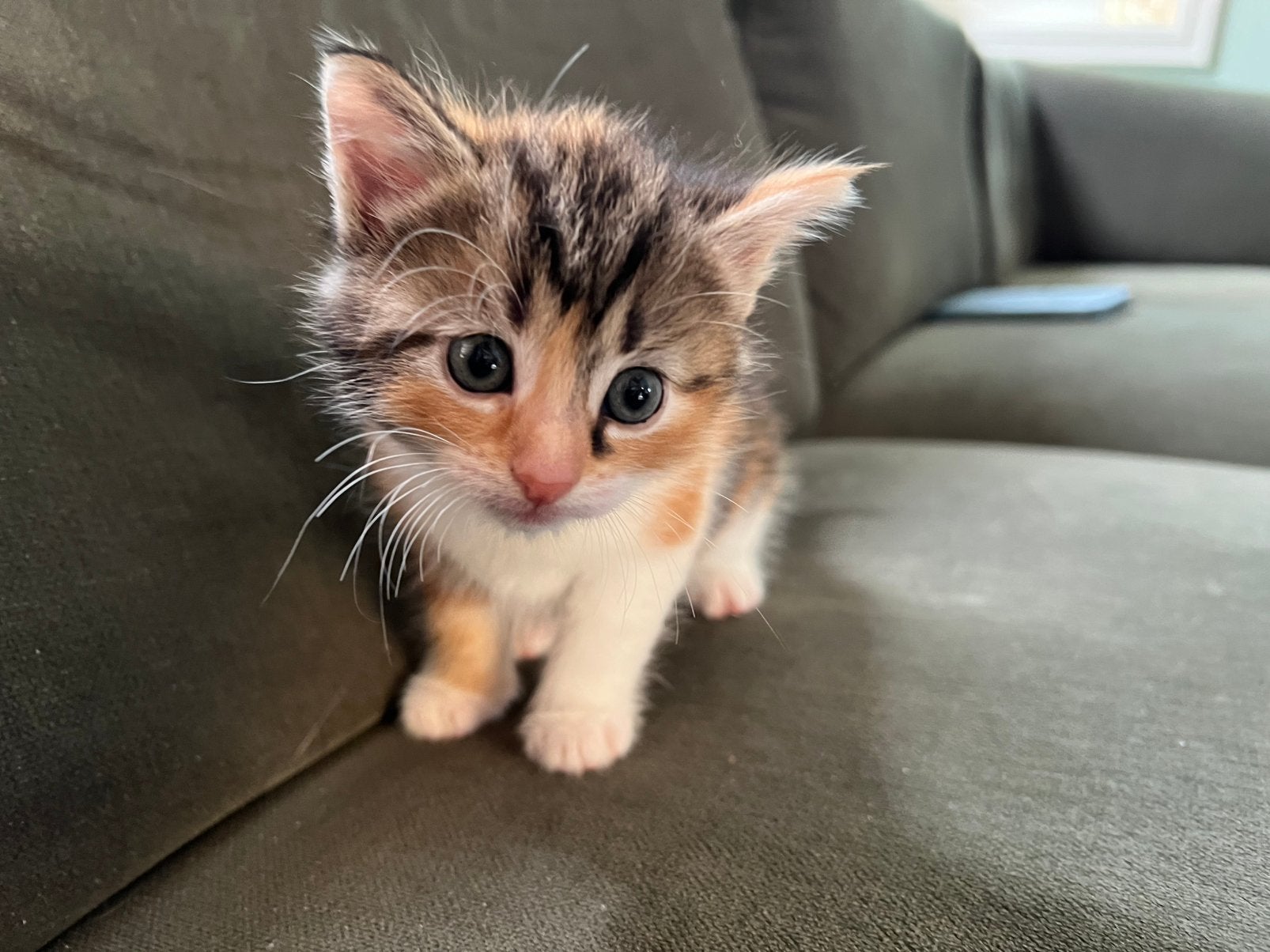 Jonge  boerderij kittens, Meerdere dieren