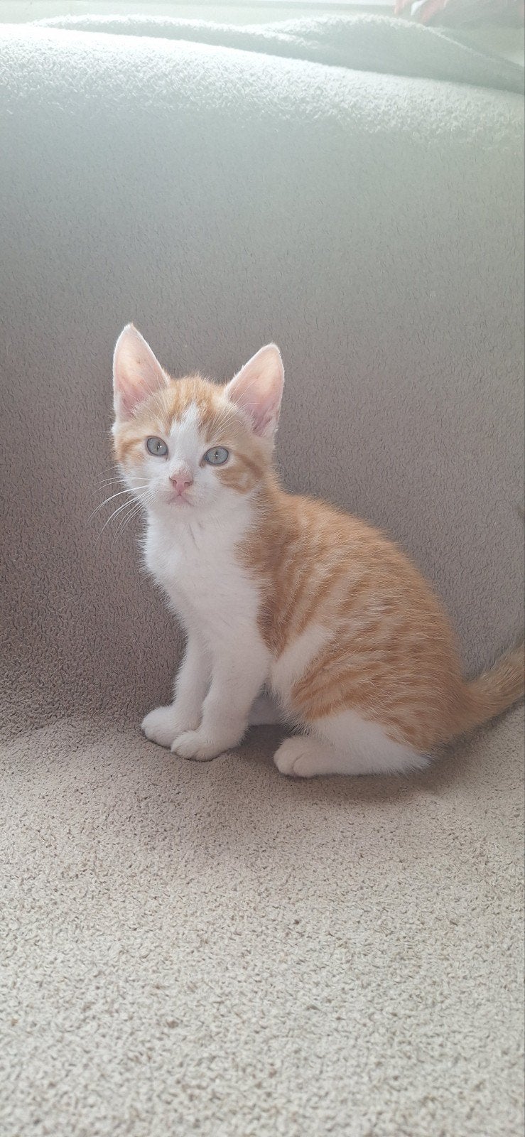 super lieve kittens, Meerdere dieren, Kortharig, 0 tot 2 jaar
