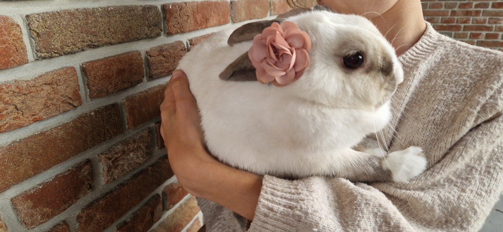 Mooi wit konijn blauwoog, Dieren en Toebehoren, Vrouwelijk, Dwerg, 0 tot 2 jaar