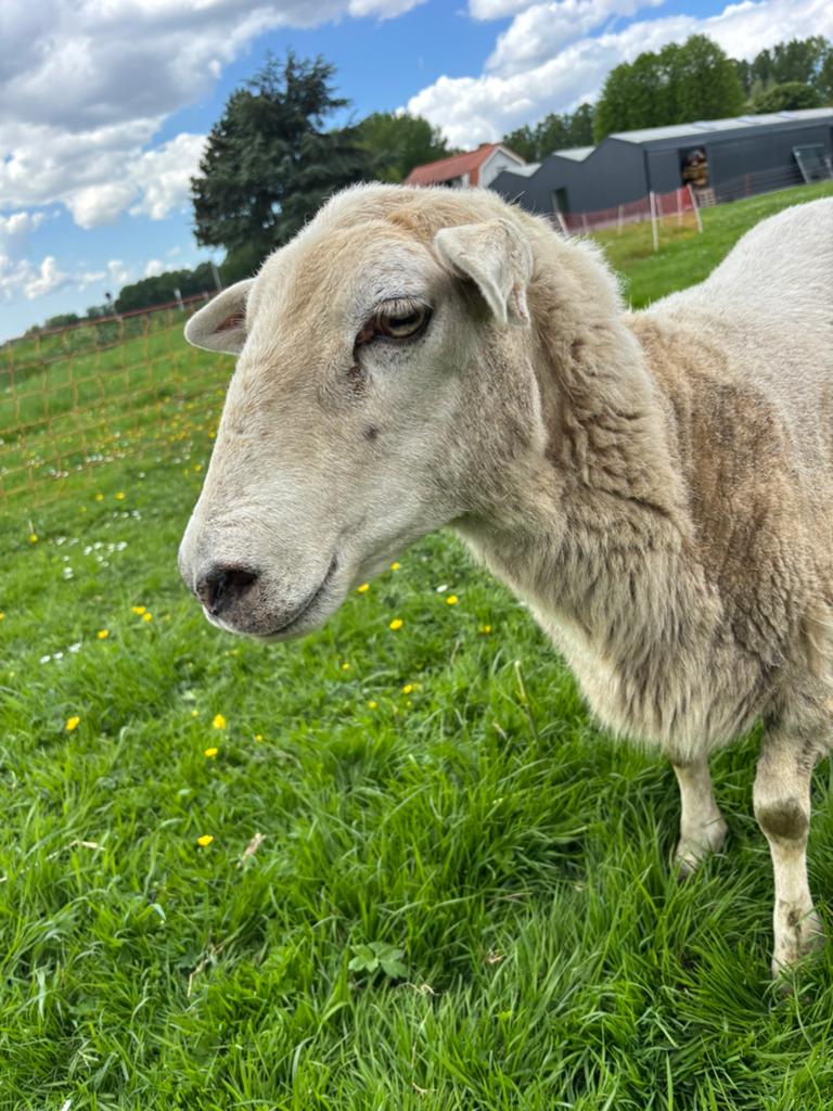 ooi Nolana schaap schapen, Dieren en Toebehoren, Schapen, Geiten en Varkens, Vrouwelijk, Schaap