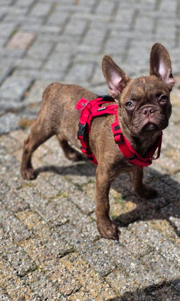💙 Super leuke X franse bulldog reu pup choco brindl 💙, Parvo, Reu, 8 tot 15 weken, Bulldog