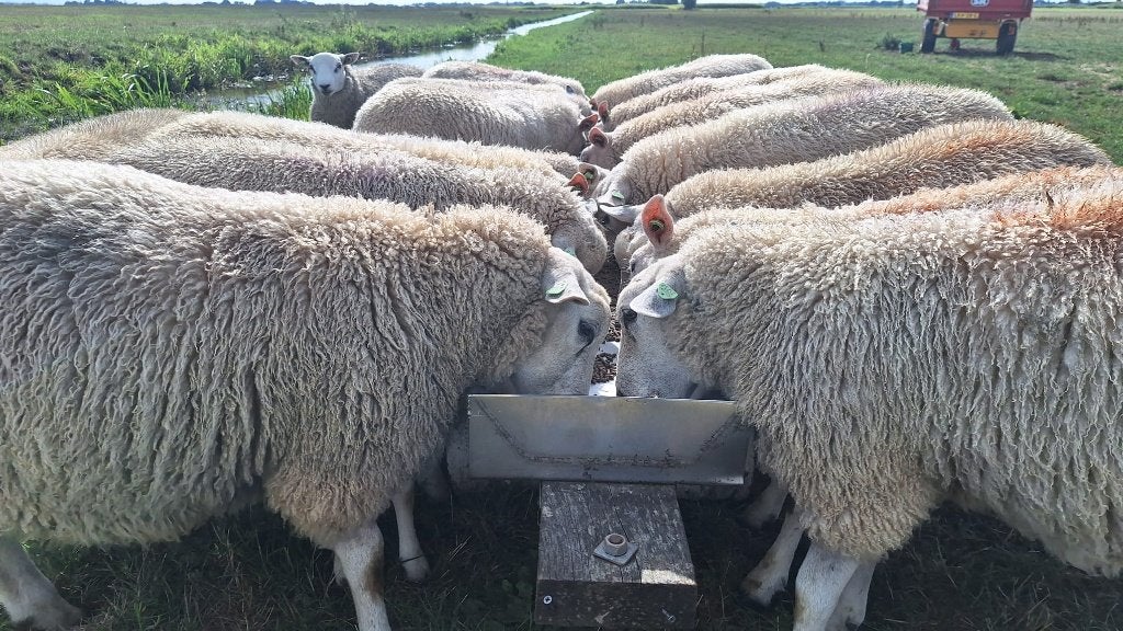 Noordhollander schaap, Dieren en Toebehoren, Schapen, Geiten en Varkens, Meerdere dieren, Schaap, 0 tot 2 jaar