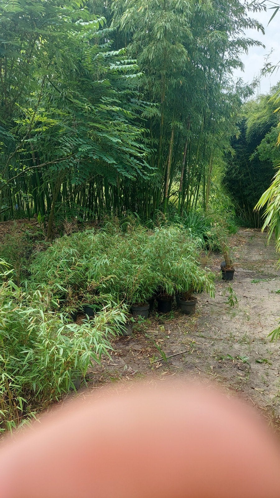 bamboe phyllostachys en Fargesia, Tuin en Terras, Planten | Tuinplanten, Ophalen, Bloeit niet, Overige soorten, Halfschaduw