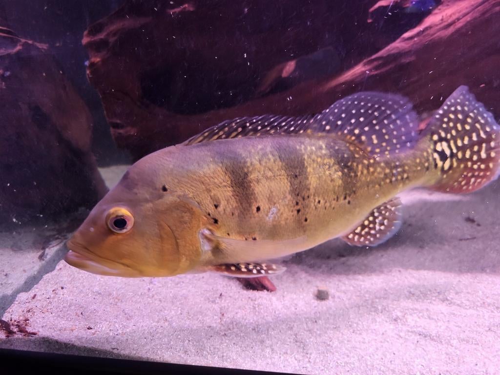 Cichla spider 30-35 cm, Dieren en Toebehoren, Vissen | Aquariumvissen, Vis