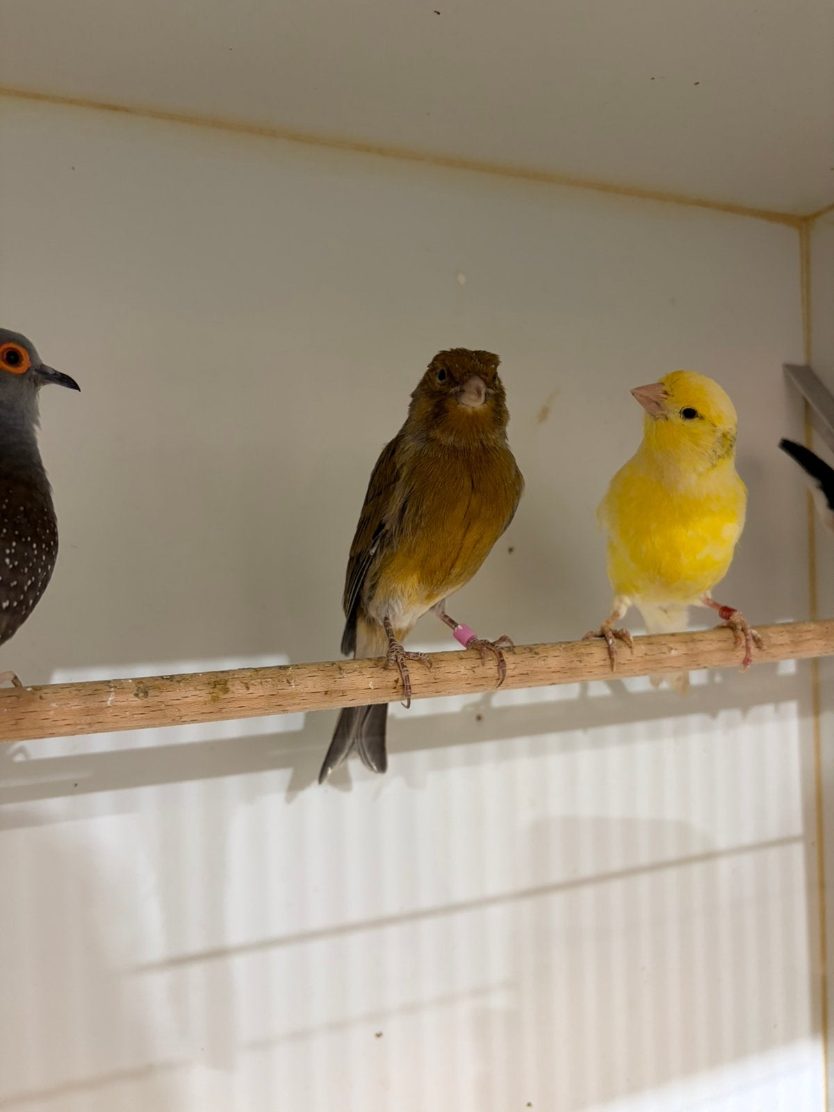 Diverse kanarie’s, Meerdere dieren, Kleurkanarie