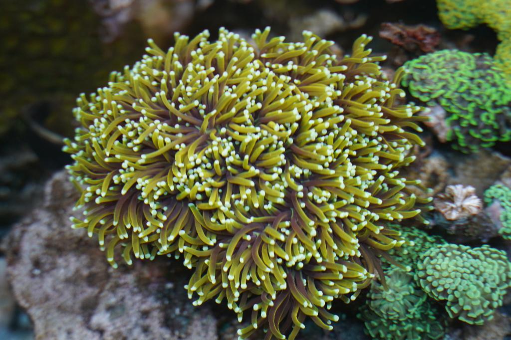 Inhoud aquarium - moederkoralen/los - vissen - levend steen, Dieren en Toebehoren, Vissen | Aquariumvissen, Overige typen, Zoutwatervis