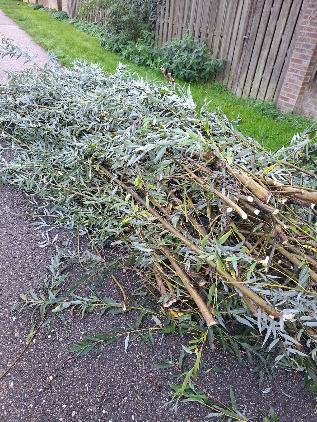 wilgen takken, Tuin en Terras, Ophalen, Vaste plant, Overige soorten, Volle zon
