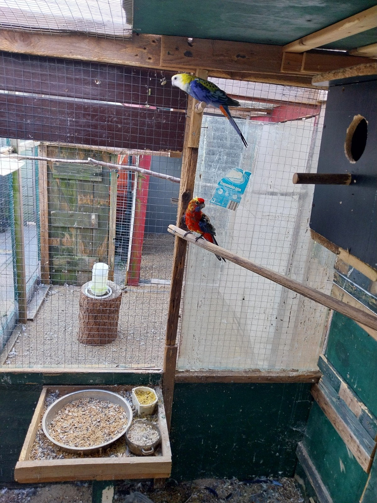 te koop een koppel  panant rosella, Meerdere dieren, Parkiet
