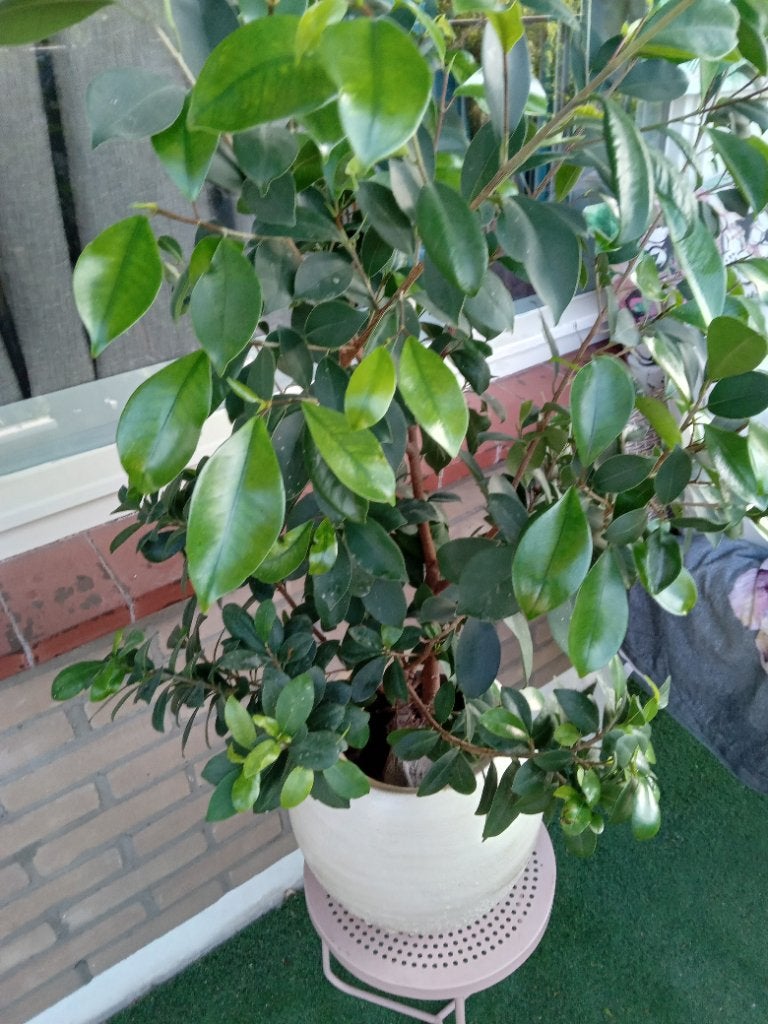 Grote groene kamerplant, Ophalen, Ficus, Volledige schaduw, In pot