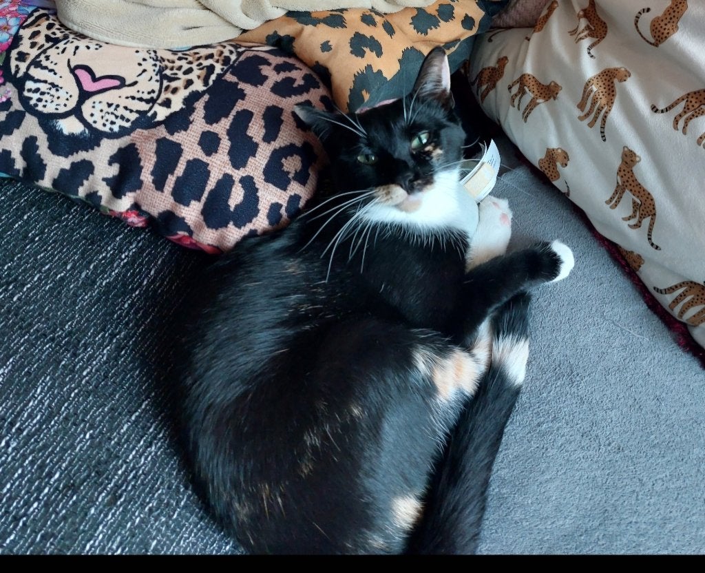 Poes, Dieren en Toebehoren, Poes, Ontwormd, 3 tot 5 jaar
