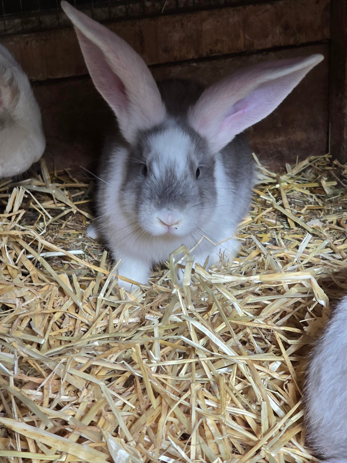 Duitse reuzen, Meerdere dieren, Groot