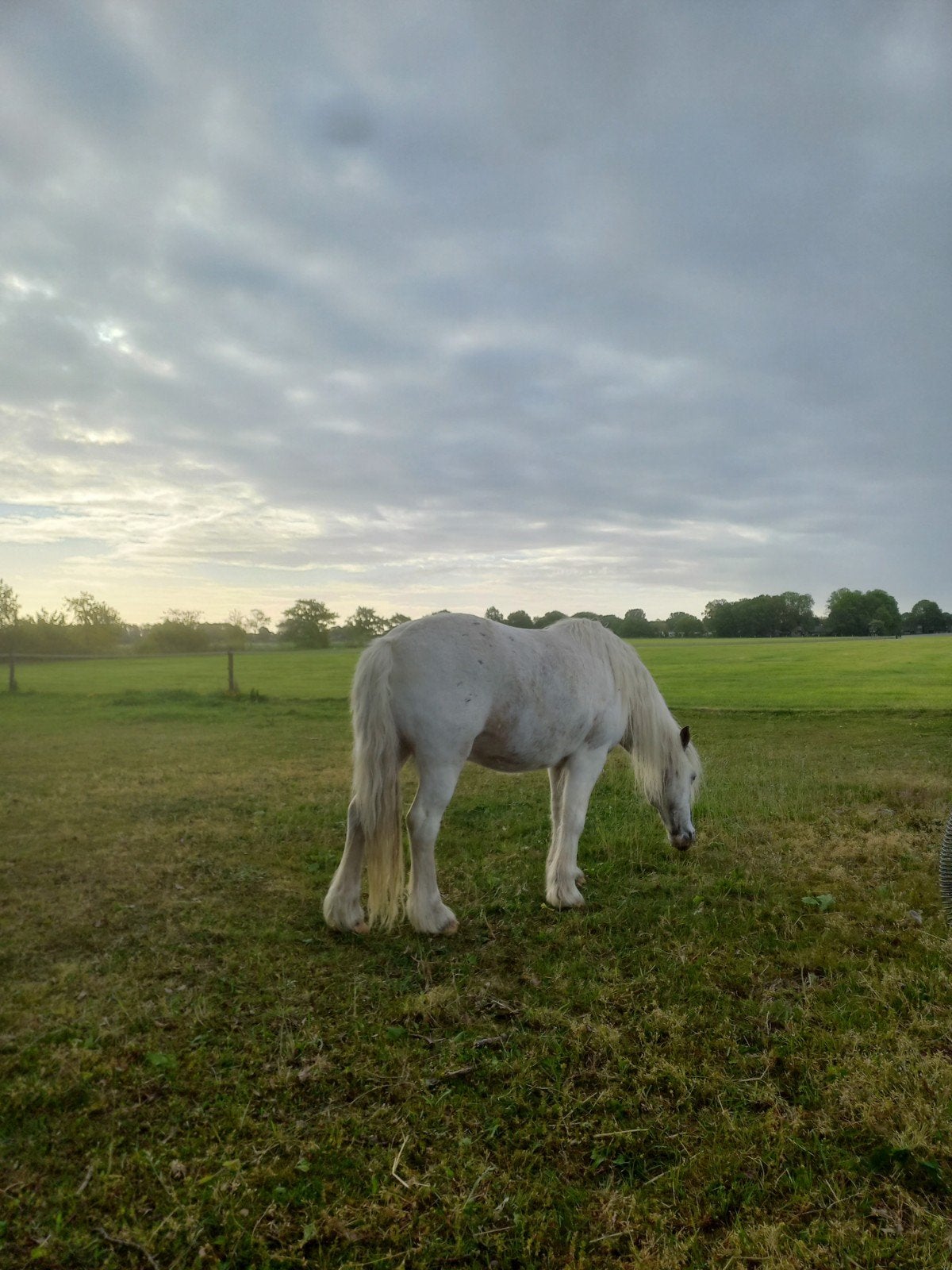 Lieve b pony, Dieren en Toebehoren, Pony's, Ruin, B pony (1.17m tot 1.27m), 11 jaar of ouder, Gechipt, Ontwormd, Ingeënt