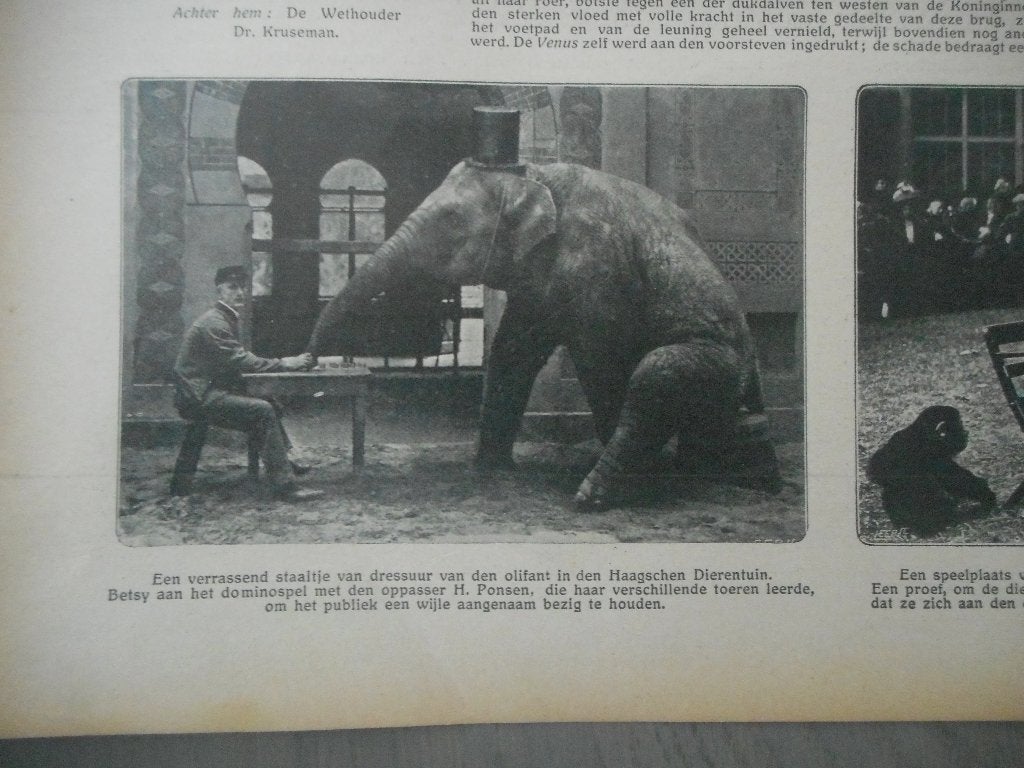 Haagsche Dierentuin. Olifant. 1912., Verzamelen, Tijdschriften, Kranten en Knipsels, Ophalen of Verzenden, Voor 1920, Nederland