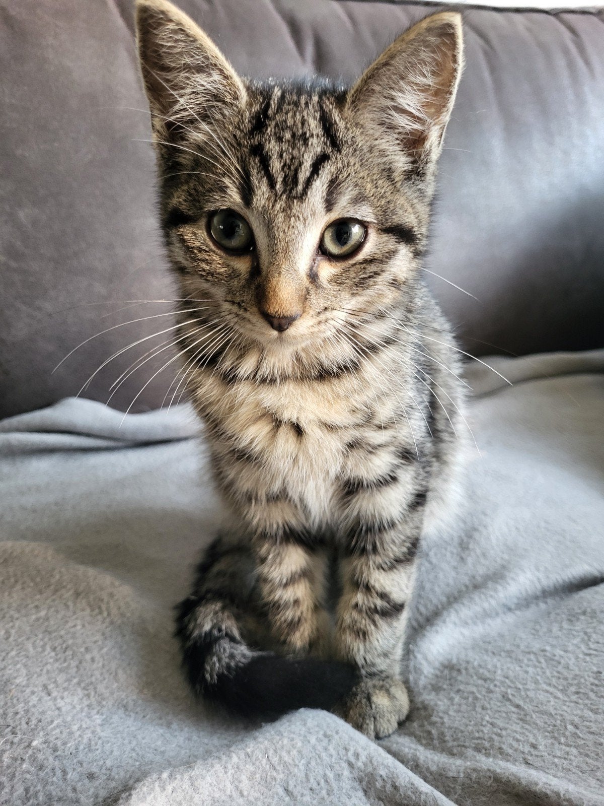 50%Ragdoll kittens zwart en grijs en een  streep, Dieren en Toebehoren, Katten en Kittens | Raskatten | Korthaar, Kater, Ontwormd