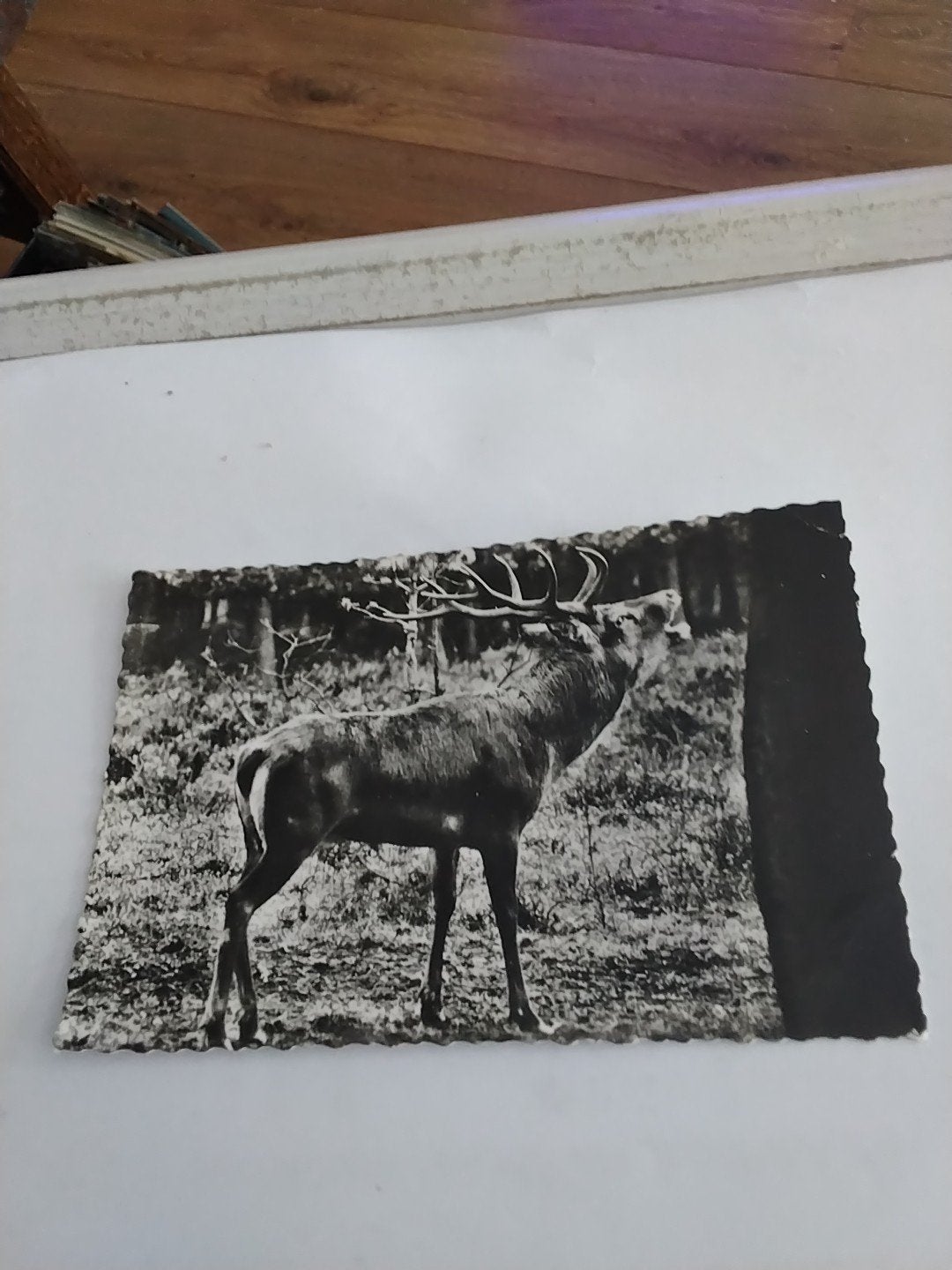 kaart: Edelhert in bos, Hotel De Zwarte Boer Leuvenum, Ophalen of Verzenden, 1940 tot 1960, Gelopen, Gelderland