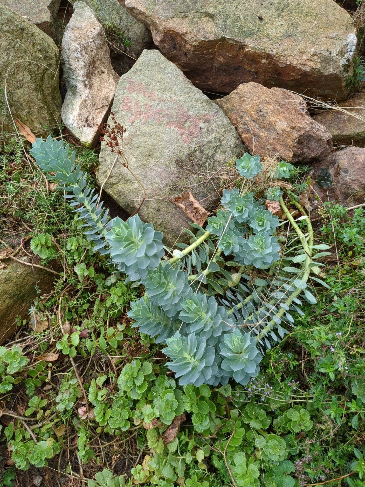 Wolfsmelk (Euphorbia myrsinites) - Winterharde bodembedekker, Tuin en Terras, Ophalen, Bodembedekkers, Volle zon, Vaste plant