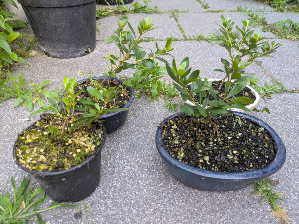 Satsuki azalea 'Aika' stekjes, Tuin en Terras, Planten | Bomen, Overige soorten, Minder dan 100 cm, Halfschaduw, Ophalen