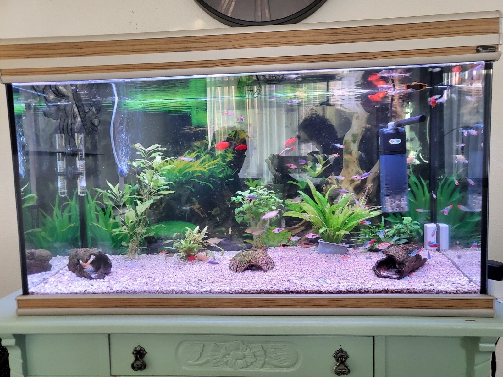 Aquarium aquatantis 100 liter, Ophalen, Aquatlantis, Inclusief vissen, Gevuld zoetwateraquarium