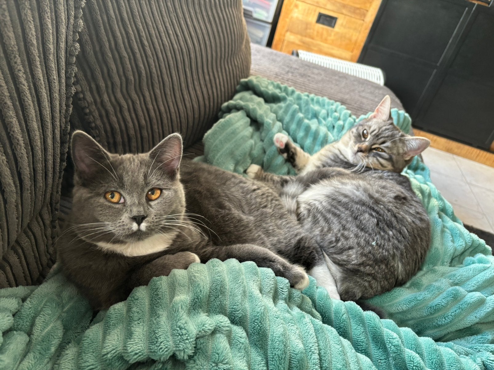 Britse korthaar, Dieren en Toebehoren, Poes, Gechipt