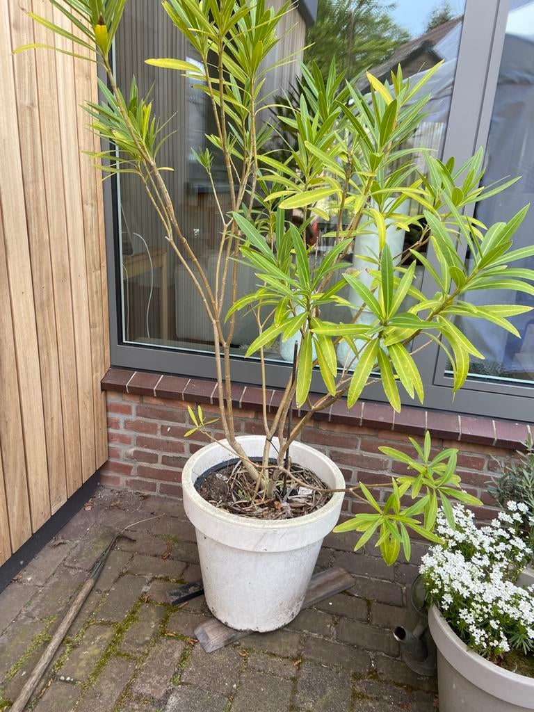 Grote oleander wit in pot ongeveer 1.60 hoog, Overige soorten, 100 tot 250 cm, Zomer, Ophalen