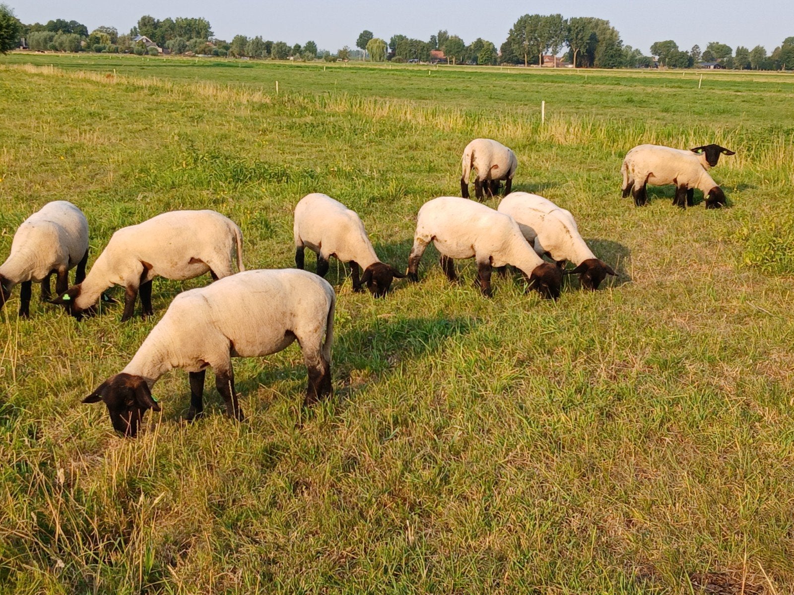 Suffolk stamboek ooilammeren, Vrouwelijk, Schaap