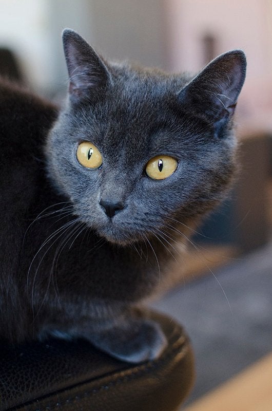 Blauwe rus poes, Dieren en Toebehoren, Poes, Gechipt, 0 tot 2 jaar