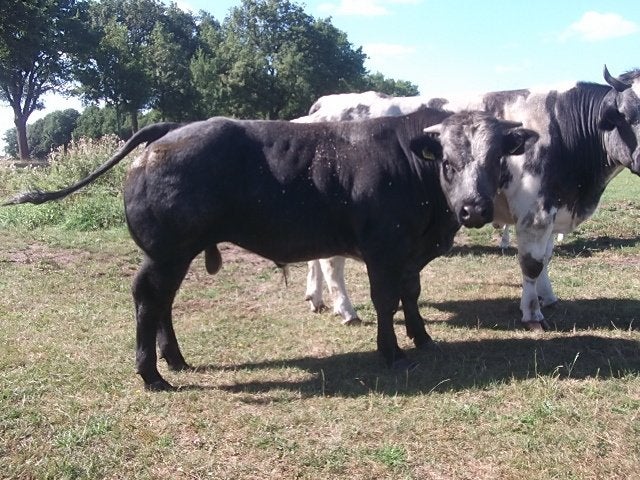 belgische wit blauwe stier, Dieren en Toebehoren, Mannelijk, 0 tot 2 jaar