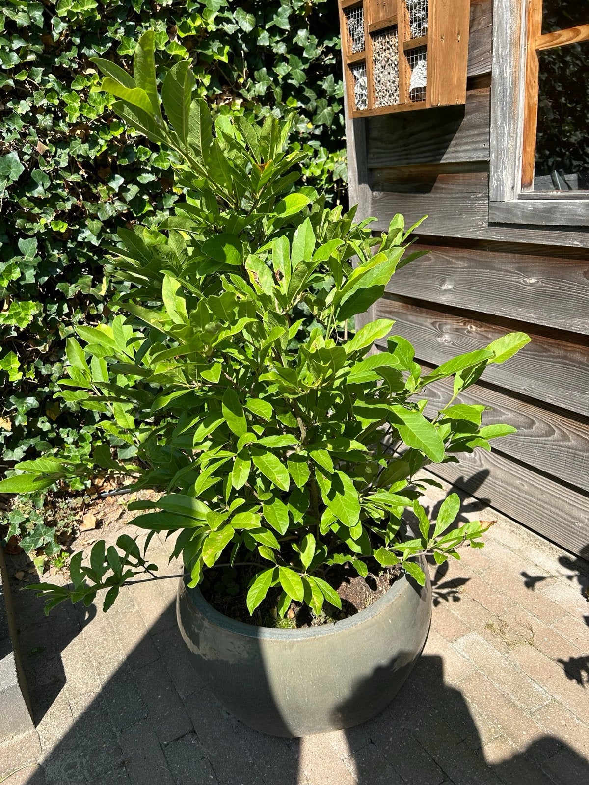 Magnolia struik in  chique pot - Sterke en gezonde plant, Volle zon, Vaste plant, Lente, Ophalen