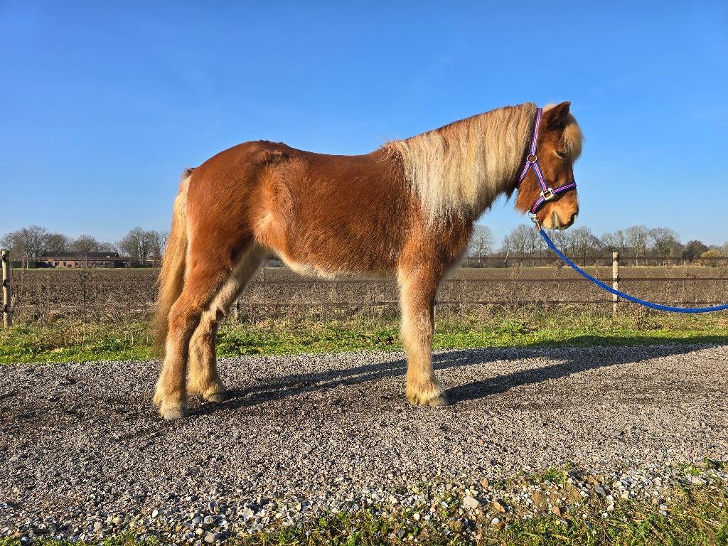 IJslander ruin natuurtölter cool en lief karakter 5 jaar, Dieren en Toebehoren, Paarden, Minder dan 160 cm, Met stamboom, Ruin