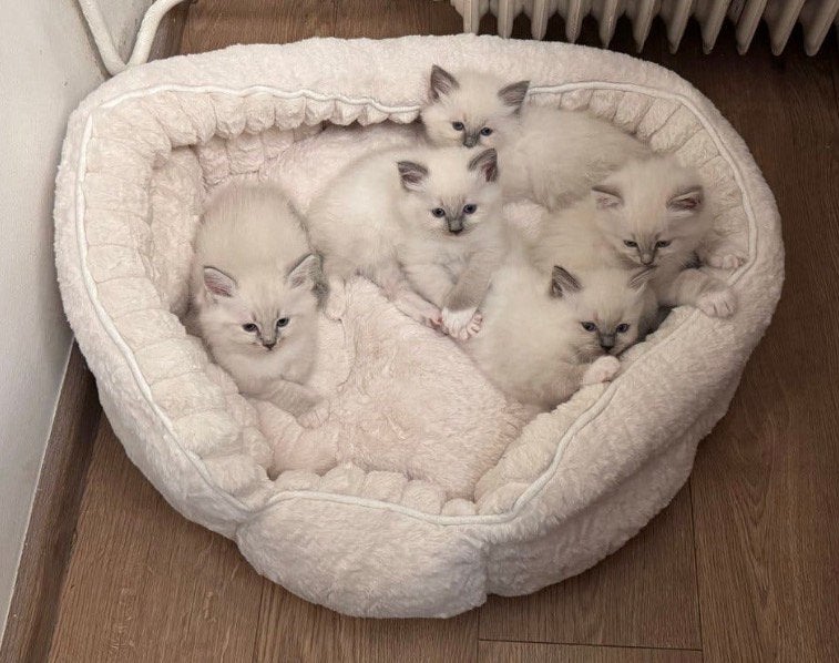 Ragdoll kittens