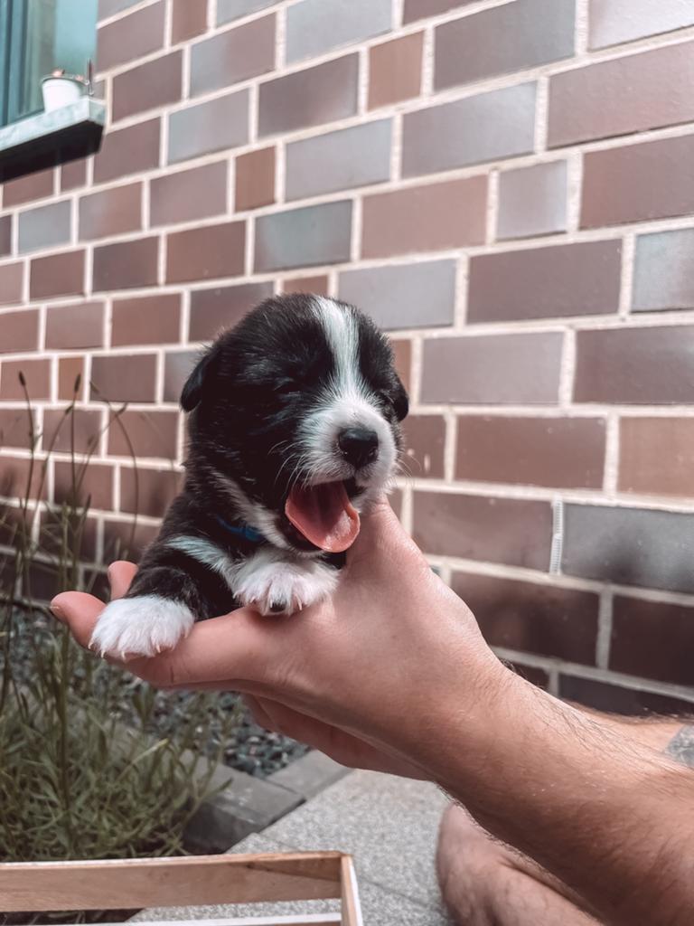 Welsh Corgi pup‘s, Dieren en Toebehoren, Fokker | Hobbymatig, Overige rassen, 8 tot 15 weken, Buitenland