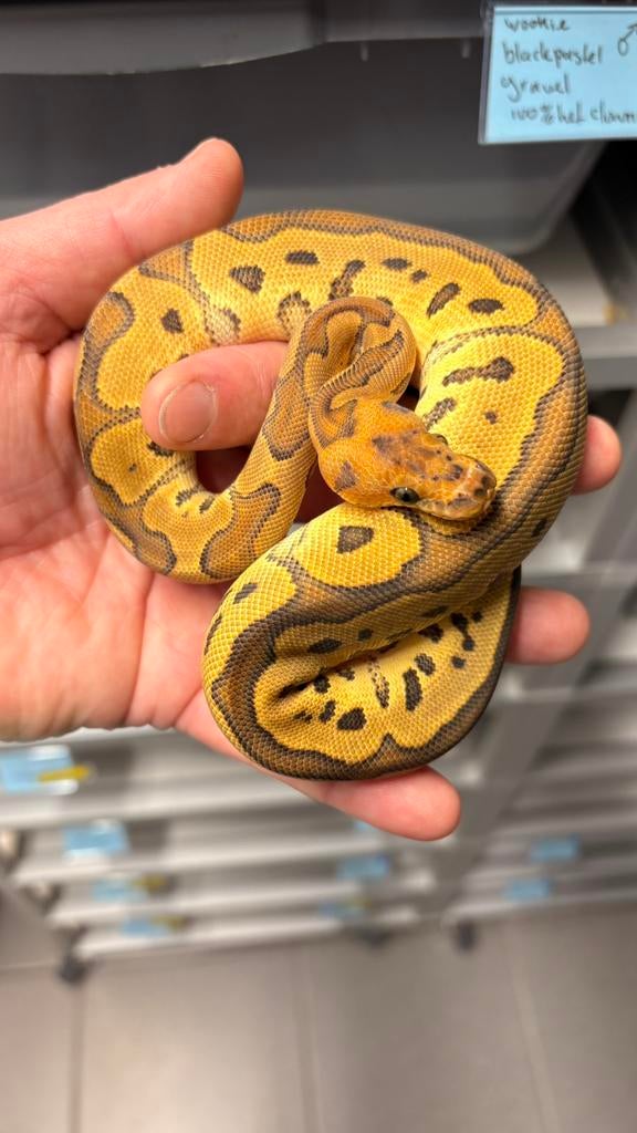 0.1 orange dream clown ball python, Dieren en Toebehoren, Slang, 0 tot 2 jaar