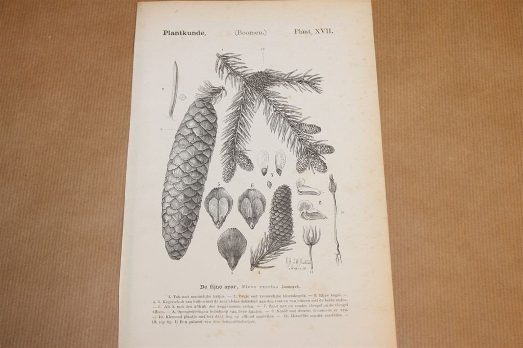 Antieke botanische prent - Fijnspar - 1875 !!, Verzamelen, Ophalen of Verzenden, Voor 1940, Gebruikt, Overige onderwerpen